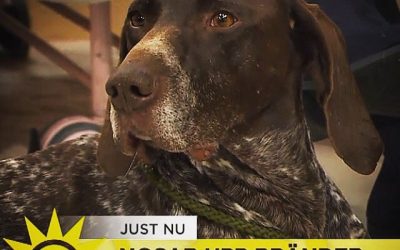 Nyheter TV4