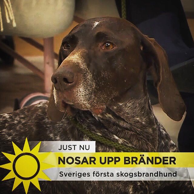 Nyheter TV4